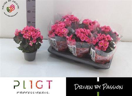 <h4>Beg Hl Adonia Pink</h4>