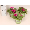 Petunia sanguna mega Purple
