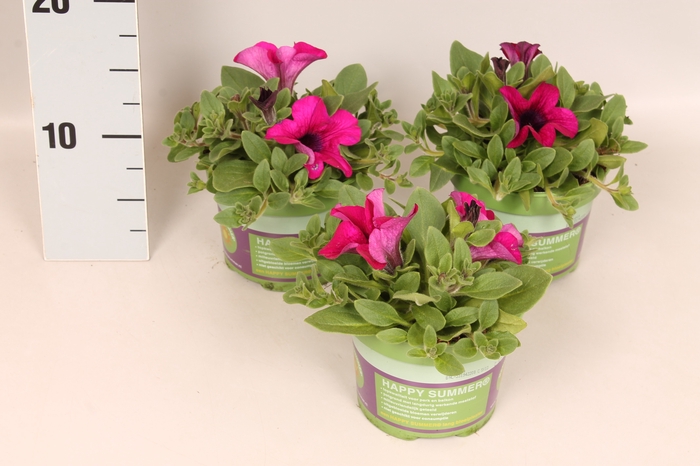 Petunia sanguna mega Purple