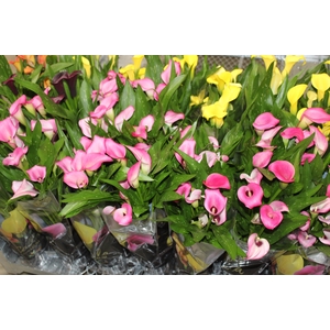 CALLA COLORIDA P14 PREMIUM
