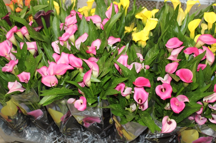 <h4>CALLA COLORIDA P14 PREMIUM</h4>