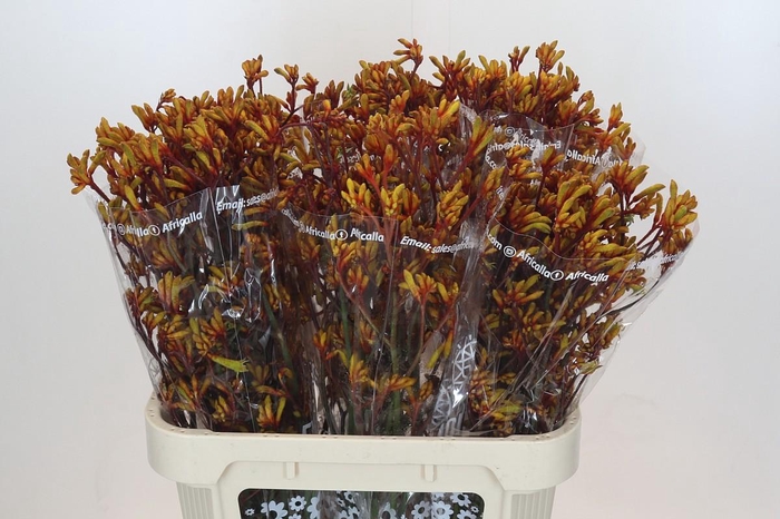 <h4>Anigozanthos Gold Fever</h4>