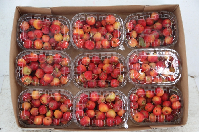 <h4>MALUS RED SENTIN BOX</h4>