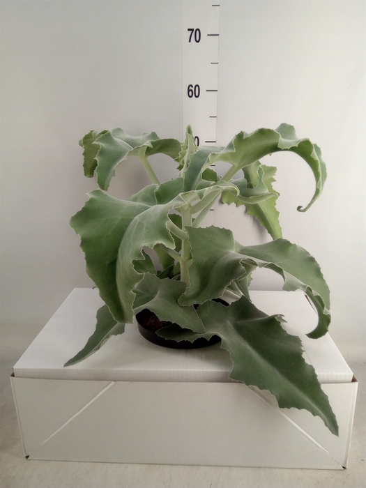 <h4>Kalanchoe NF beharensis</h4>