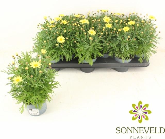 <h4>ARG LA RITA YELLOW</h4>