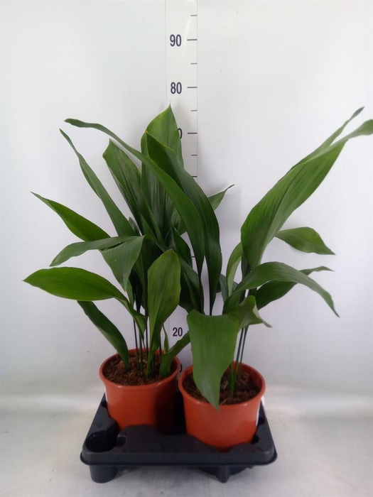 <h4>Aspidistra elat.</h4>
