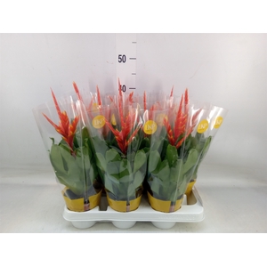 Vriesea  'Sparkle'