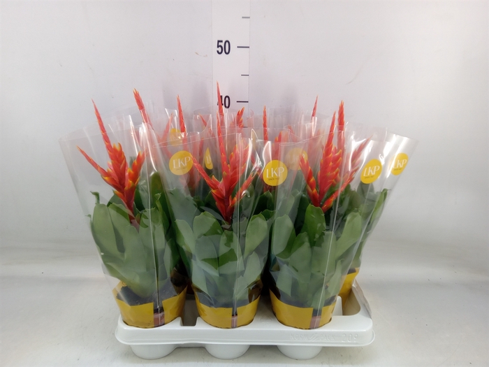 <h4>Vriesea  'Sparkle'</h4>