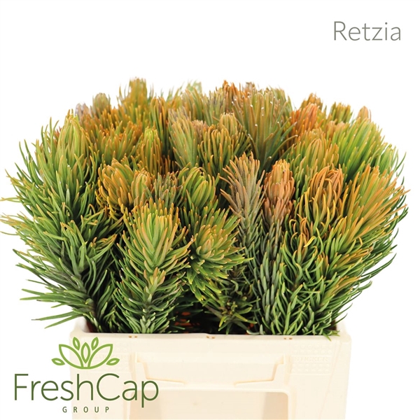 <h4>Retzia Capensis</h4>