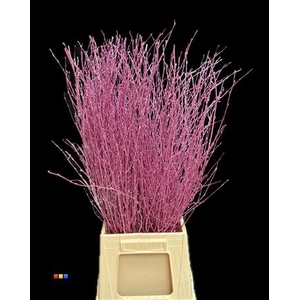 Betula / Berkentak Metallic Cerise