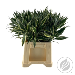 Sandriana White 52cm