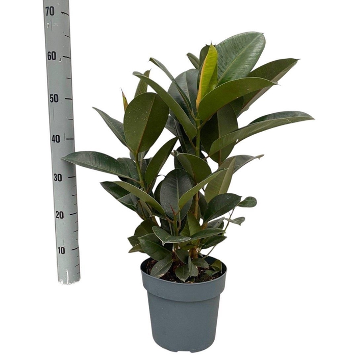 <h4>FIC EL ROBUSTA</h4>