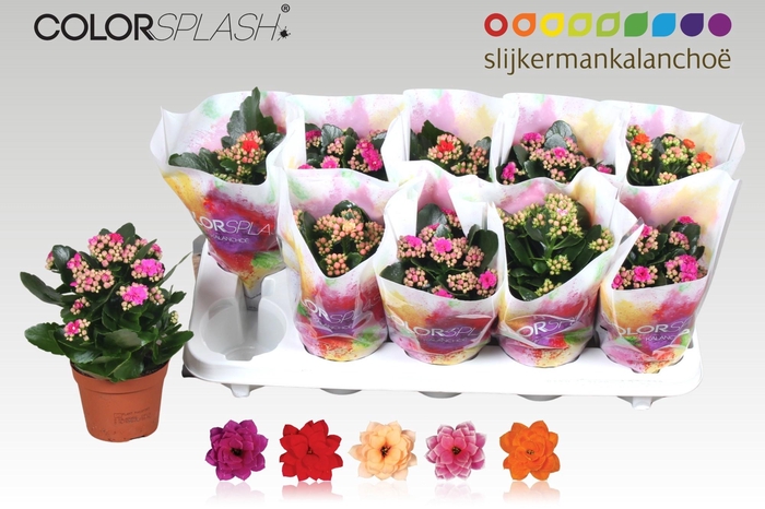 <h4>KAL GE GEM 5 KL</h4>