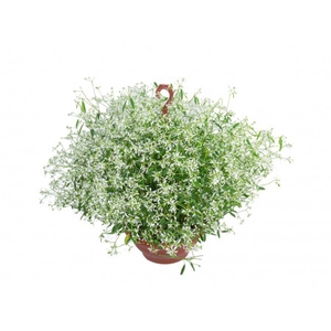 EUPHORBIA CHAMAESYCE KILIMANSCHARO C21 BRANCO