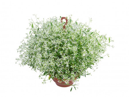 <h4>EUPHORBIA CHAMAESYCE KILIMANSCHARO C21 BRANCO</h4>