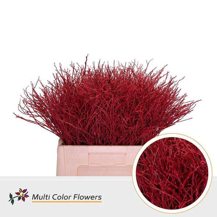 <h4>BETULA COLORED RED</h4>