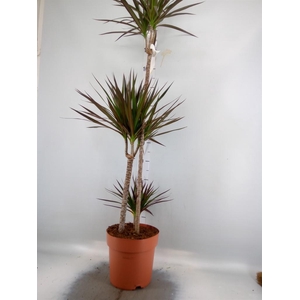 Dracaena marg. 'Magenta'