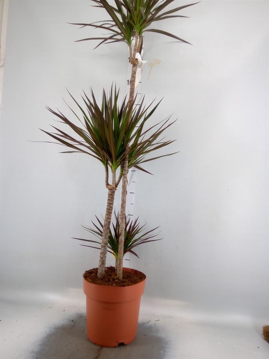 <h4>Dracaena marg. 'Magenta'</h4>