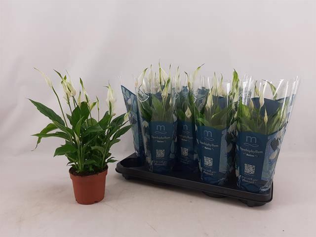 <h4>SPATH BELLINI</h4>