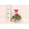 Cyclamen Super Serie XL Dark Violet