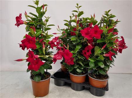 <h4>Mandevilla Sundaville Red Pyramid - 1154</h4>