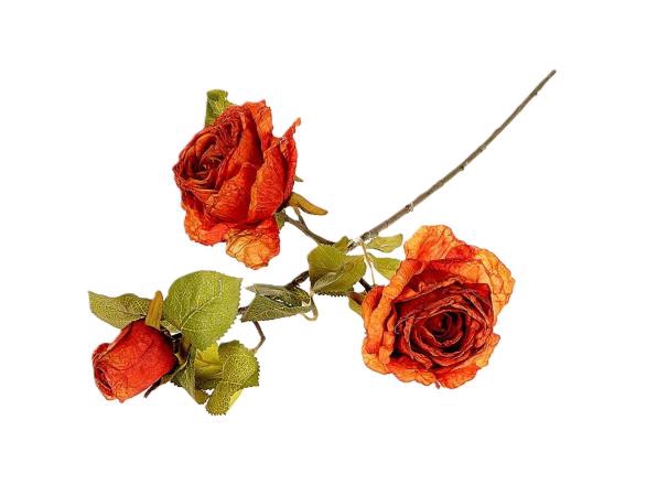 Branch Rosa Horta L66