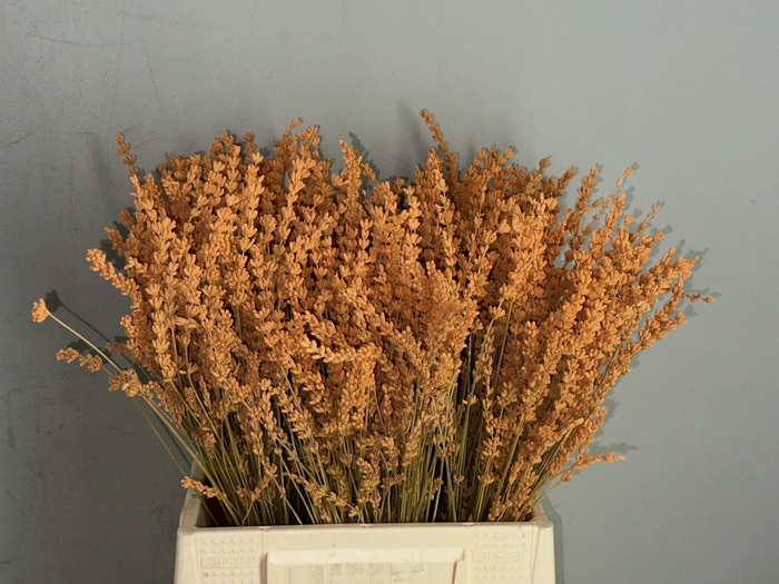 PF Lavender Bs Apricot
