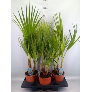 Washingtonia filifera