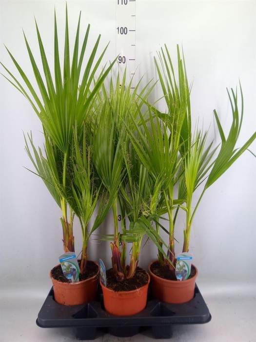 <h4>Washingtonia filifera</h4>