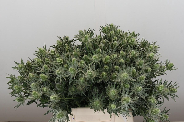 <h4>Eryngium Sirius Questar</h4>