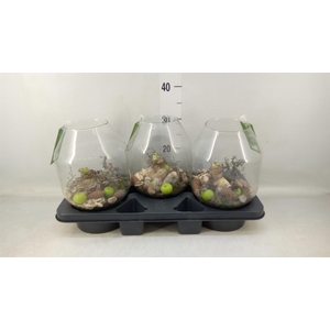 Arr.  Hippeastrum  L%