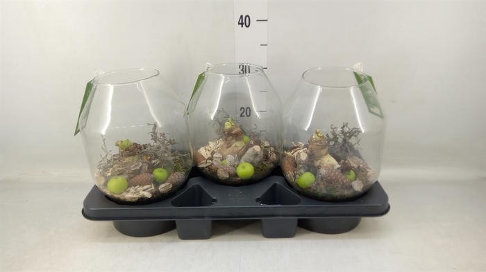 <h4>Arr.  Hippeastrum  L%</h4>