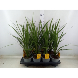 Cordyline indivisa 'Peko'