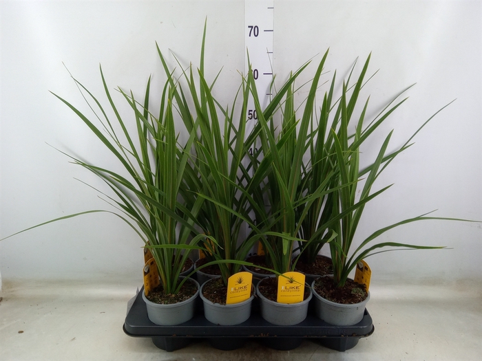 <h4>Cordyline indivisa 'Peko'</h4>