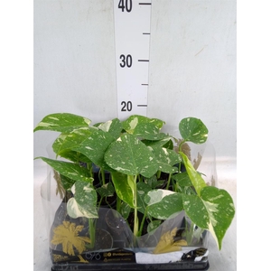 Monstera delic. 'Thai Constellatio'