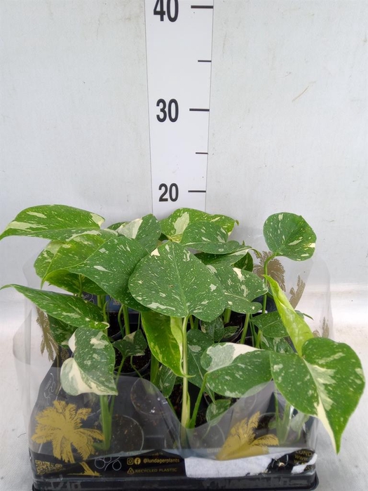 <h4>Monstera delic. 'Thai Constellatio'</h4>