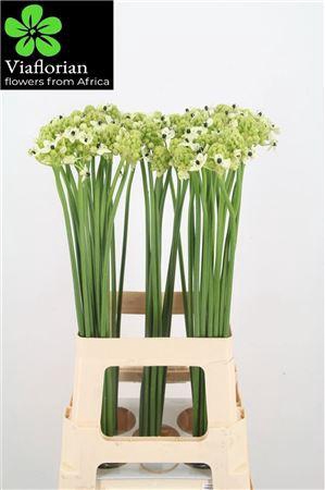 <h4>ORNIT SAUNDERSIAE</h4>