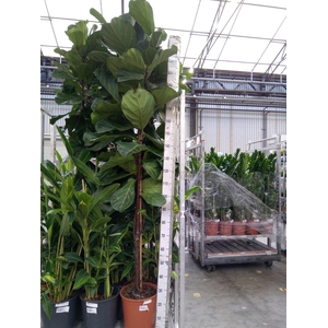 Ficus lyrata