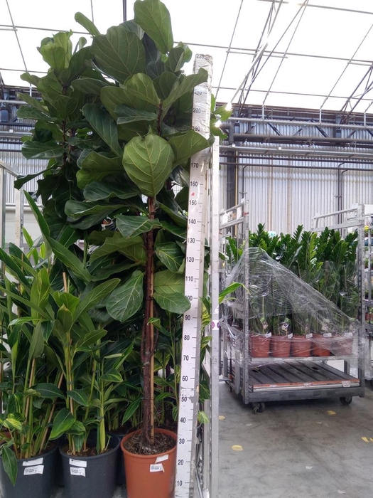 <h4>Ficus lyrata</h4>