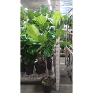 Ficus lyrata