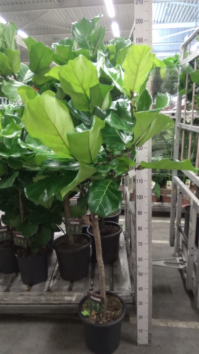 <h4>Ficus lyrata</h4>