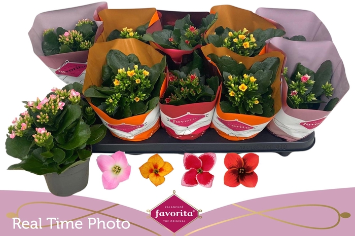 <h4>KAL EN GEM 4 KL</h4>