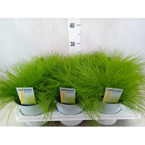 Deschampsia flexuosa 'Amilime'