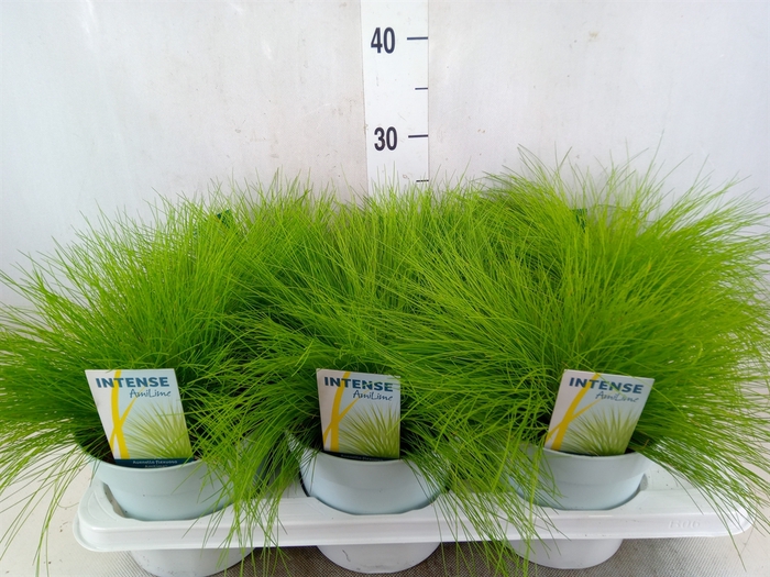 <h4>Deschampsia flexuosa 'Amilime'</h4>