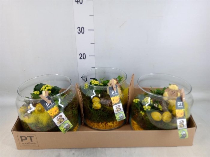 <h4>Arr. Pasen L%</h4>