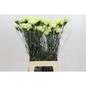 Dianthus St Lady Midori