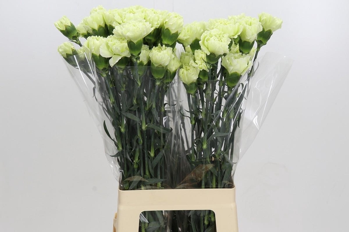 <h4>Dianthus St Lady Midori</h4>