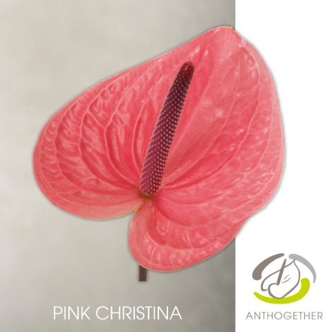 <h4>ANTH A PINK CHRISTINA 16 FL</h4>