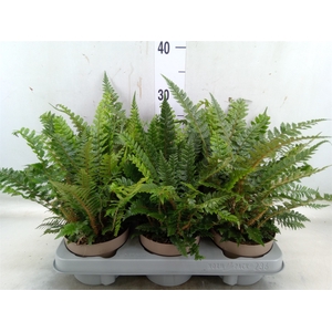 Polystichum tsus-simense