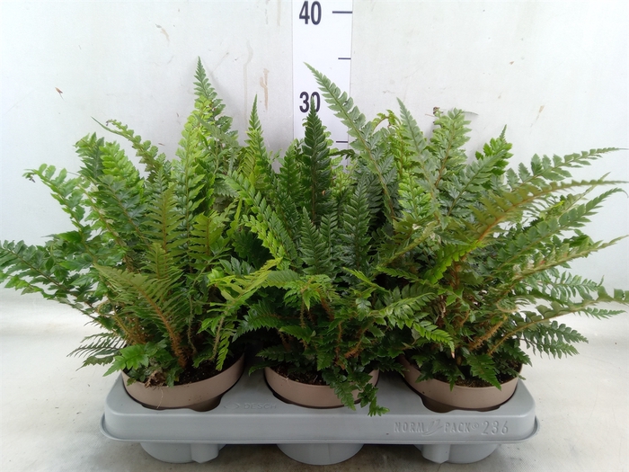 <h4>Polystichum tsus-simense</h4>